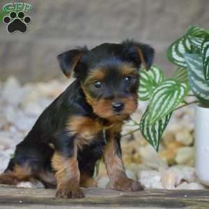 Caspian, Yorkie Puppy