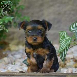 Caspian, Yorkie Puppy