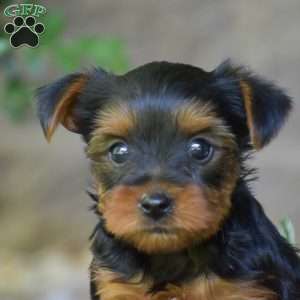 Caspian, Yorkie Puppy