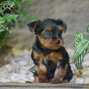 Caspian, Yorkie Puppy