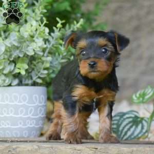 Caspian, Yorkie Puppy