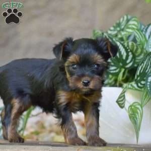 Caroline, Yorkie Puppy