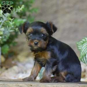 Caroline, Yorkie Puppy