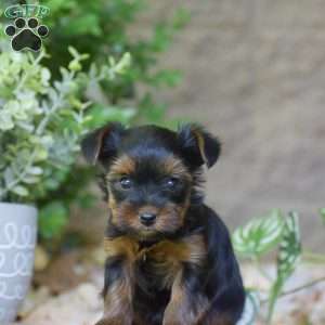 Caroline, Yorkie Puppy