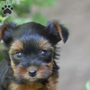 Caroline, Yorkie Puppy