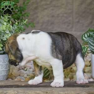 Aurora, Olde English Bulldogge Puppy