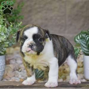 Aurora, Olde English Bulldogge Puppy