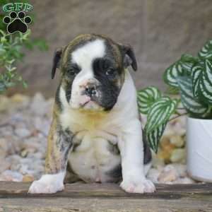 Aurora, Olde English Bulldogge Puppy
