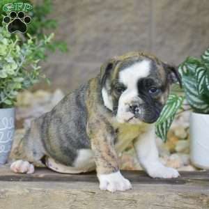 Aurora, Olde English Bulldogge Puppy
