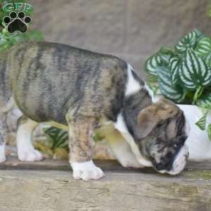 Aurora, Olde English Bulldogge Puppy
