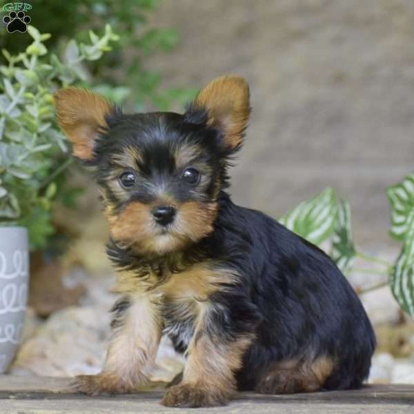 Bentley, Yorkie Puppy
