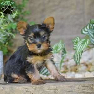Bentley, Yorkie Puppy