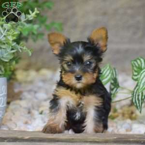 Bentley, Yorkie Puppy
