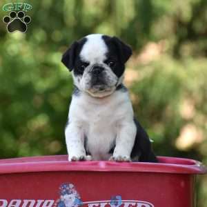 Sparky, Pug Puppy