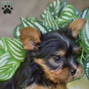 Bentley, Yorkie Puppy