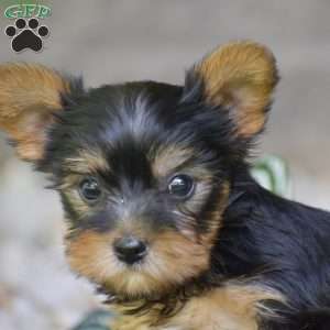 Bentley, Yorkie Puppy