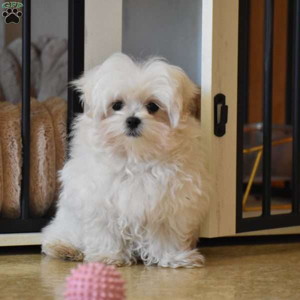 Ollie, Maltese Puppy