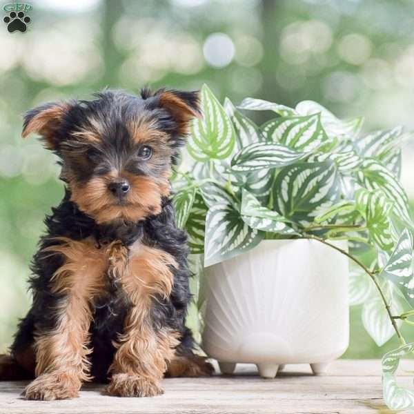 Caspian, Yorkie Puppy