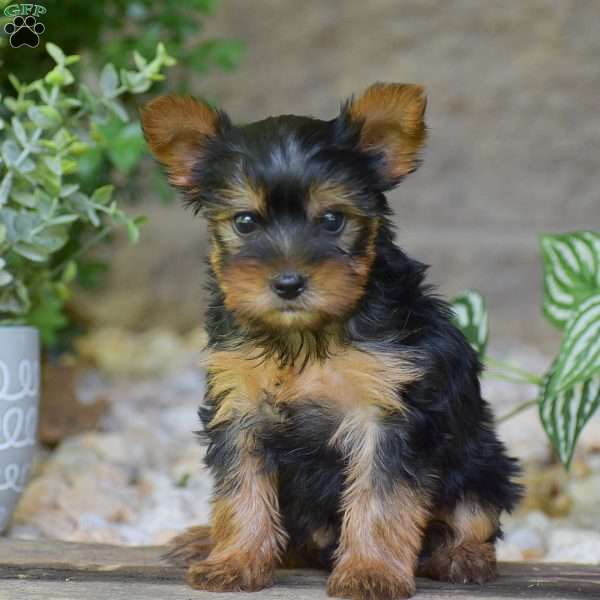 Bingo, Yorkie Puppy