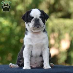 Sparky, Pug Puppy