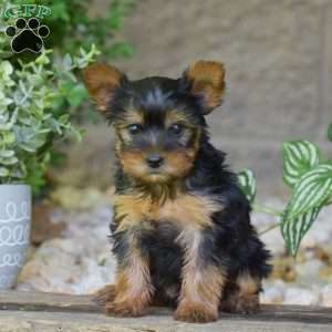 Bingo, Yorkie Puppy
