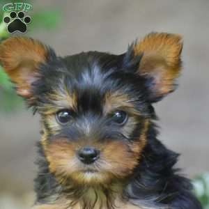 Bingo, Yorkie Puppy