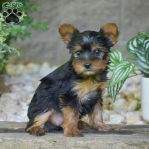 Bingo, Yorkie Puppy