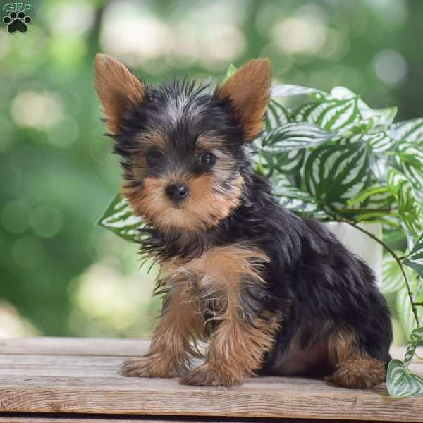 Bentley, Yorkie Puppy