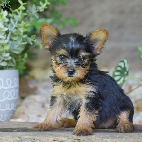 Brooklyn, Yorkie Puppy