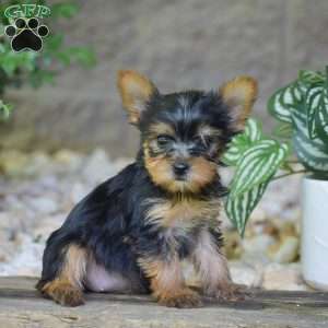 Brooklyn, Yorkie Puppy