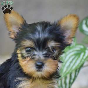 Brooklyn, Yorkie Puppy