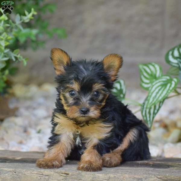 Brielle, Yorkie Puppy