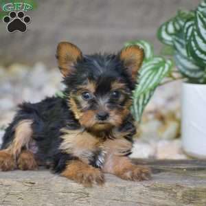 Brielle, Yorkie Puppy