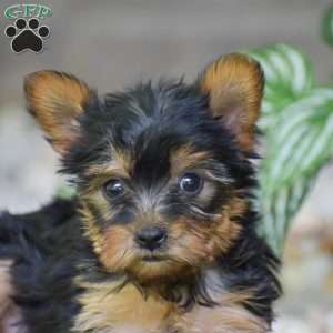 Brielle, Yorkie Puppy