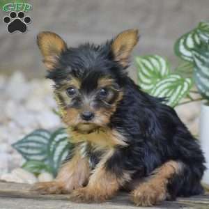 Brielle, Yorkie Puppy