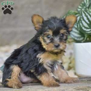 Brielle, Yorkie Puppy