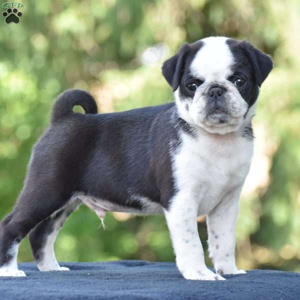 Sparky, Pug Puppy