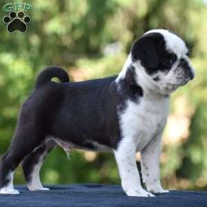 Sparky, Pug Puppy