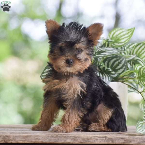 Bingo, Yorkie Puppy