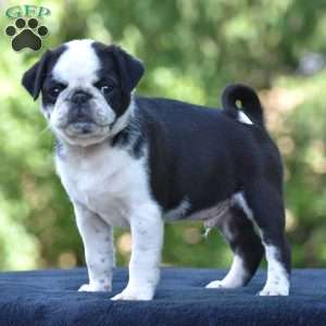 Sparky, Pug Puppy