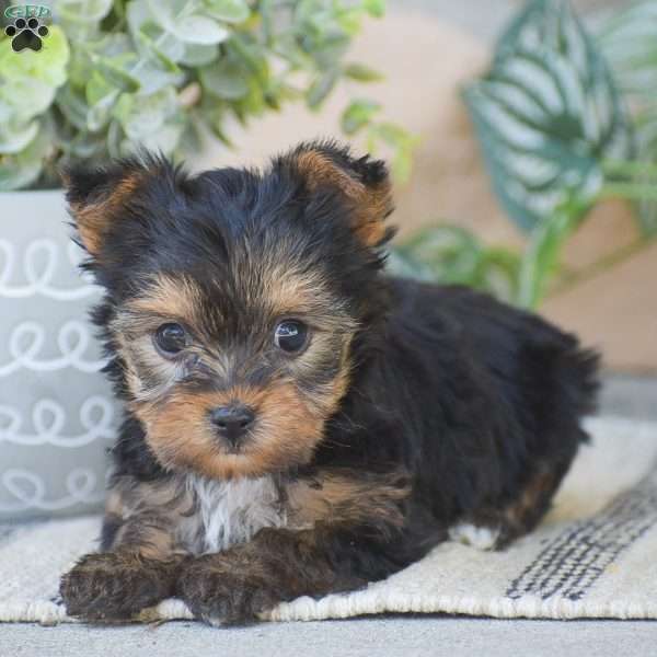 Rebecca – TEACUP, Yorkie Puppy