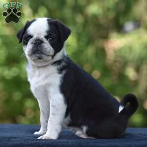 Sparky, Pug Puppy