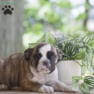 Aurora, Olde English Bulldogge Puppy