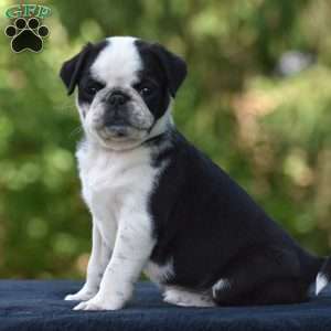 Sparky, Pug Puppy