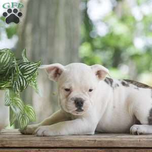 Apple, Olde English Bulldogge Puppy