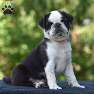 Sparky, Pug Puppy