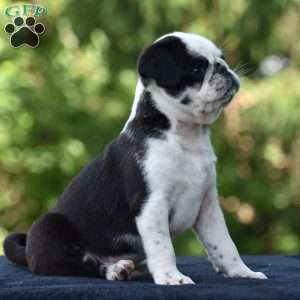 Sparky, Pug Puppy
