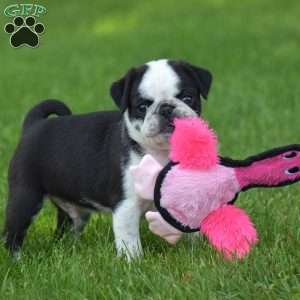 Sparky, Pug Puppy