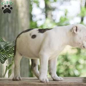 Apple, Olde English Bulldogge Puppy