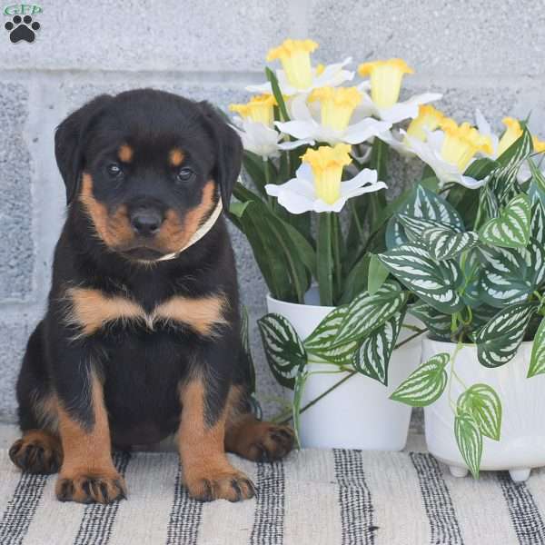 Nikki, Rottweiler Puppy